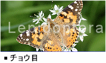 �`���E��