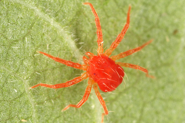 赤い 小さい クモ １ミリにも満たない小さな赤クモ