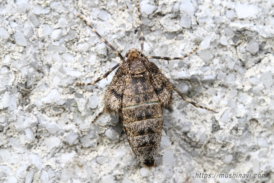 フユシャクガ特集 -虫ナビ-